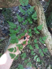 Pteris saxatilis