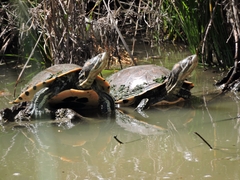 Trachemys nebulosa hiltoni