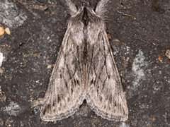 Pleromelloida cinerea