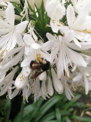 Bombus ephippiatus