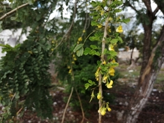 Diphysa yucatanensis