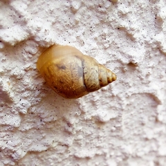 Bulimulus tenuissimus