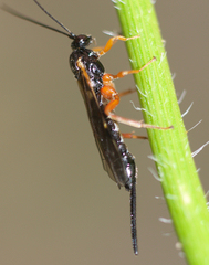 Scambus pterophori