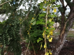 Diphysa yucatanensis