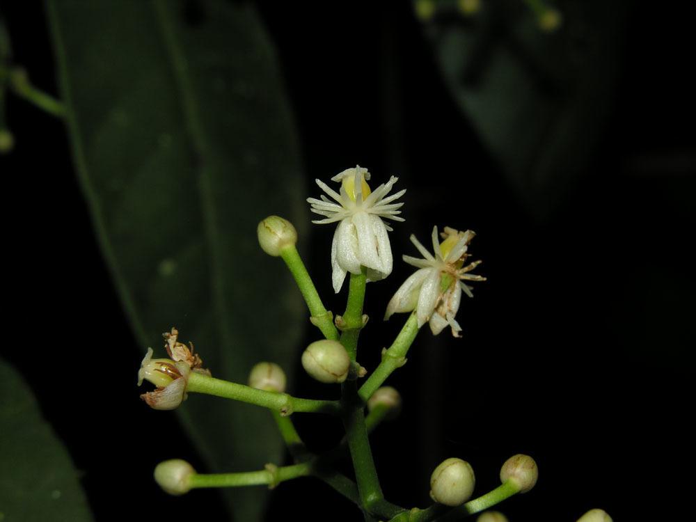 Chrysochlamys glauca