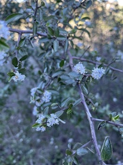 Ceanothus oliganthus sorediatus