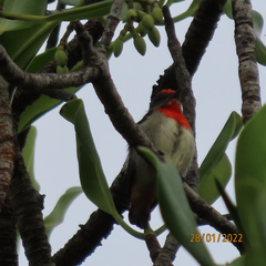 Red-Capped Flowerpecker photo 5