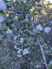 Ceanothus oliganthus sorediatus