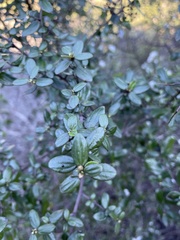 Ceanothus oliganthus sorediatus