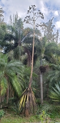 Bismarckia