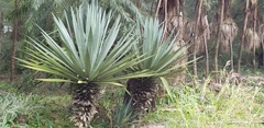 Bismarckia