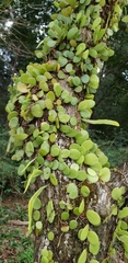 Pyrrosia adnascens