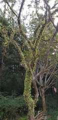 Pyrrosia adnascens