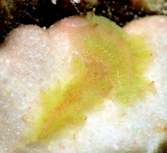 Aeolidiopsis ransoni