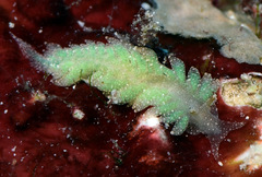 Aeolidiopsis ransoni