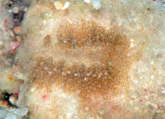 Aeolidiopsis ransoni