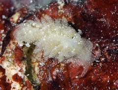 Aeolidiopsis ransoni
