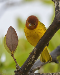 Setophaga petechia bryanti