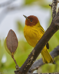 Setophaga petechia bryanti