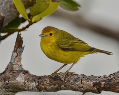Setophaga petechia bryanti