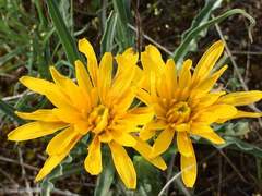 Nothocalais troximoides