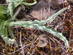 Nothocalais troximoides