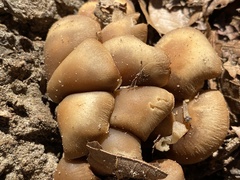 Galerina autumnalis robusta