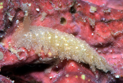 Aeolidiopsis ransoni