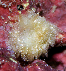 Aeolidiopsis ransoni