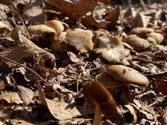 Galerina autumnalis robusta