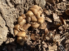 Galerina autumnalis robusta