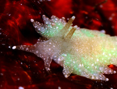 Aeolidiopsis ransoni