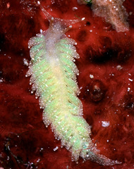 Aeolidiopsis ransoni