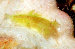 Aeolidiopsis ransoni