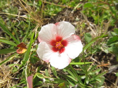 Pavonia glechomoides