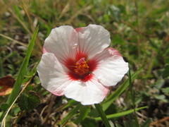 Pavonia glechomoides