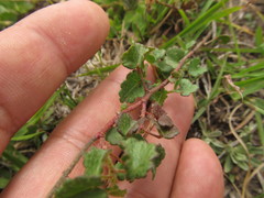 Pavonia glechomoides