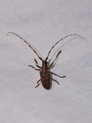 Pharsalia subgemmata