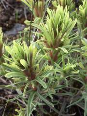Castilleja thompsonii