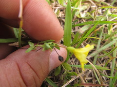 Mecardonia tenella
