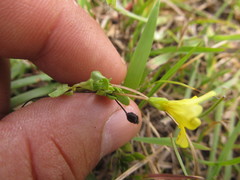Mecardonia tenella
