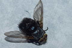 Tachinidae