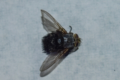 Tachinidae