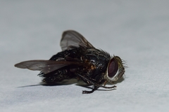 Tachinidae
