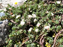 Pimelea prostrata ventosa