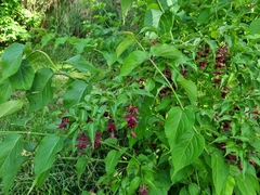 Leycesteria formosa