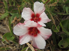 Pavonia glechomoides