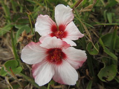 Pavonia glechomoides