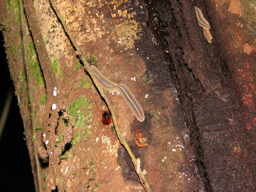 Platydesmidae image