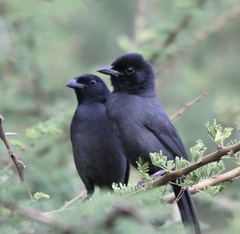 Laniarius funebris